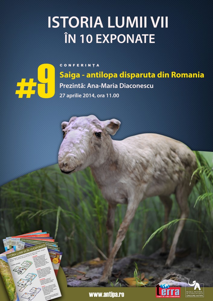 Saiga – antilopa disparuta 