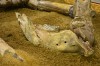 Scheletul aproape intact al unui mastodont, expus la Dino Parc