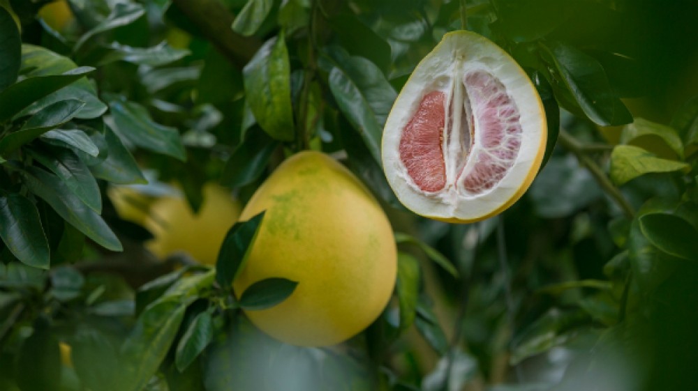 Pomelo. Efecte benefice pentru copii