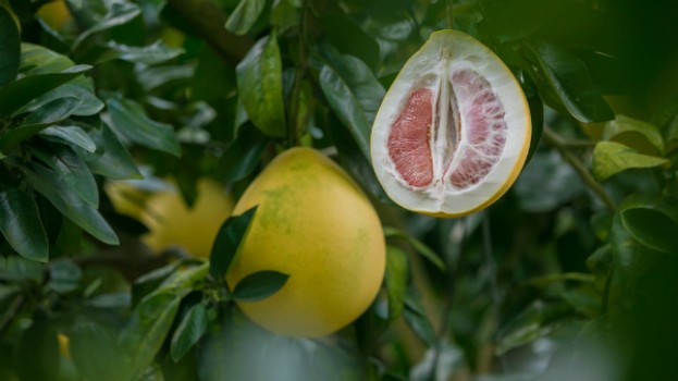 Pomelo. Efecte benefice pentru copii
