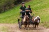 Karpatia Pony Show 2017. Program, concursuri și bilete