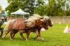 Karpatia Pony Show 2017. Program, concursuri și bilete