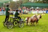 Karpatia Pony Show 2017. Program, concursuri și bilete