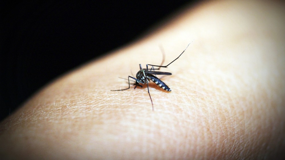 Cum tratăm înțepăturile de insecte în sezonul cald