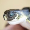 Pe urmele tatălui! Fiul lui Steve Irwin este un fotograf premiat iar imaginile sale cu animale sălbatice fac înconjurul lumii