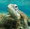Pe urmele tatălui! Fiul lui Steve Irwin este un fotograf premiat iar imaginile sale cu animale sălbatice fac înconjurul lumii