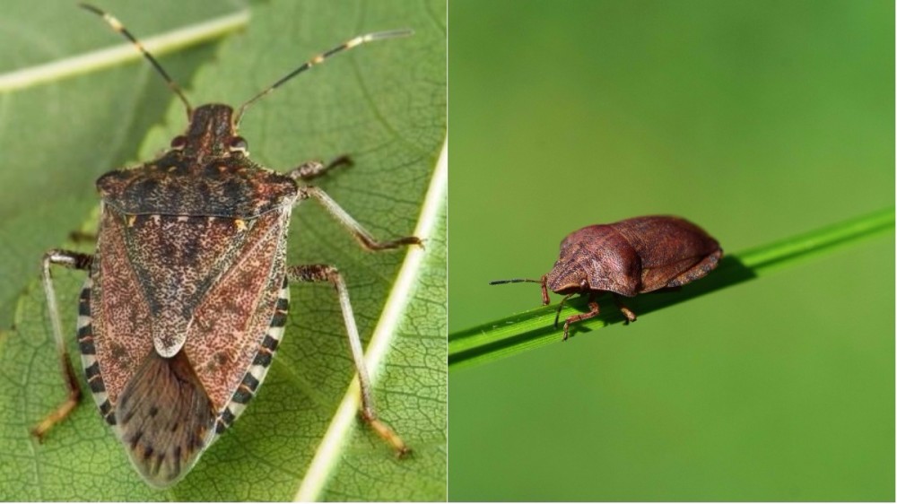 După tigrul platanului, Bucureștiul și împrejurimile au fost invadate de alte insecte greu de exterminat. Cum poți scăpa de disconfortul produs de acestea?