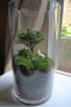 Terrarium pentru copii: Lumea poveștilor într-un bol de sticlă