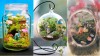 Terrarium pentru copii: Lumea poveștilor într-un bol de sticlă