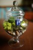 Terrarium pentru copii: Lumea poveștilor într-un bol de sticlă