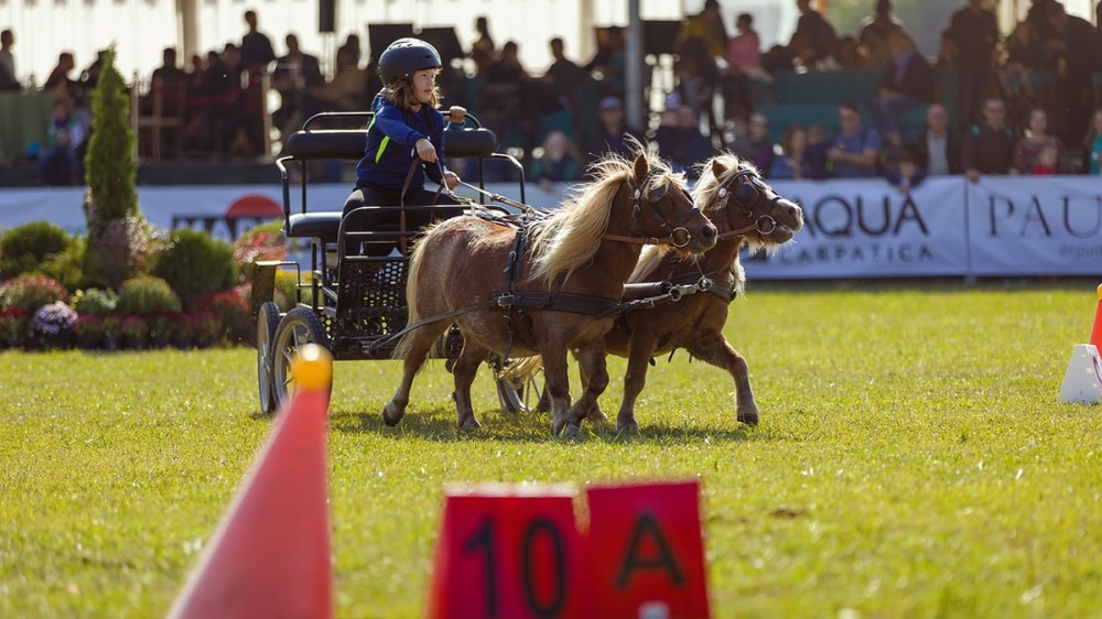 Poneii reiau spectacolul ecvestru la Karpatia Pony Show 2018, ediția a II-a