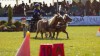 Poneii reiau spectacolul ecvestru la Karpatia Pony Show 2018, ediția a II-a