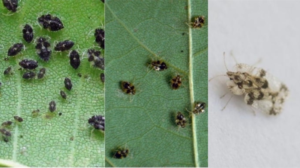Tigrul platanului, o nouă invazie în București? Cum arată înțepătura insectei