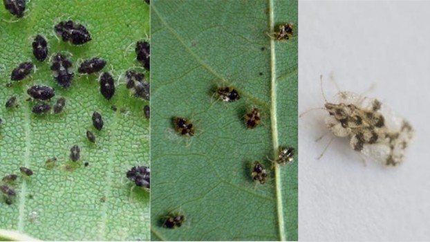 Tigrul platanului, o nouă invazie în București? Cum arată înțepătura insectei