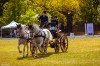 Karpatia Horse Show împlinește 5 ani de când și-a deschis porțile spectatorilor! 