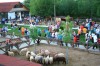 Ferma Animalelor